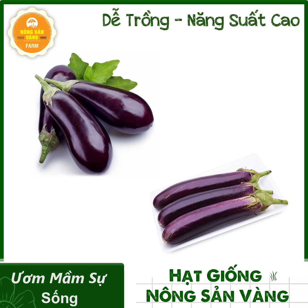 Combo 2 seeds eggplant color eye-catching but also very nutritious healthy-shallow gold