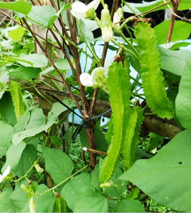 Hạt giống Đậu Rồng Xanh - gói 5gram