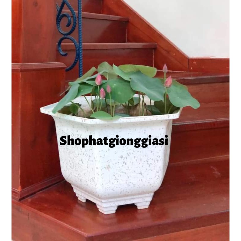 Bùn Khô Trồng Sen Mini Gói 500 Gram