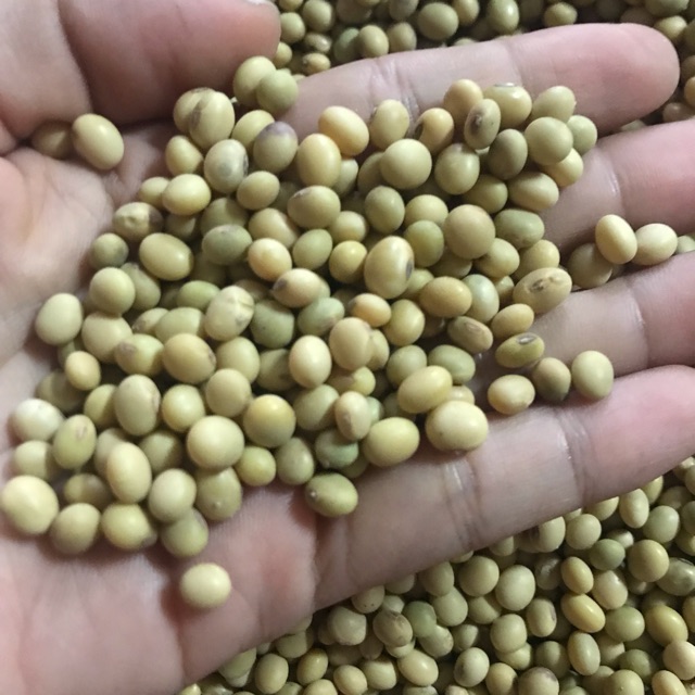 đậu lành 1kg đỗ tương