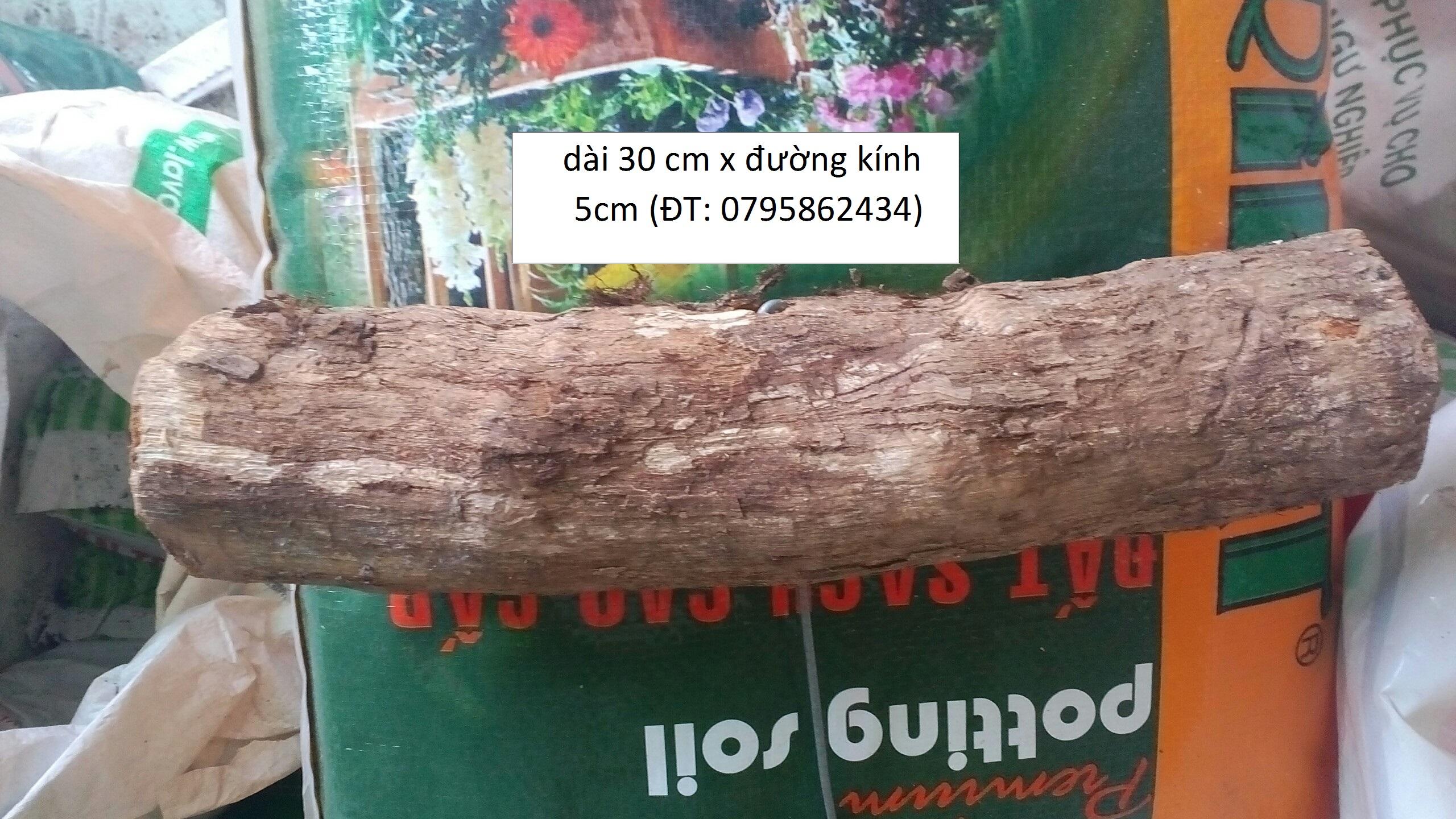 gỗ  vú sữa trồng lan
