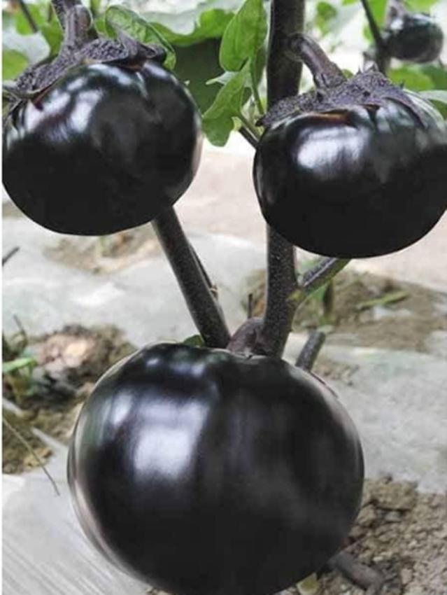 hạt giống Cà tím chery khổng lồ