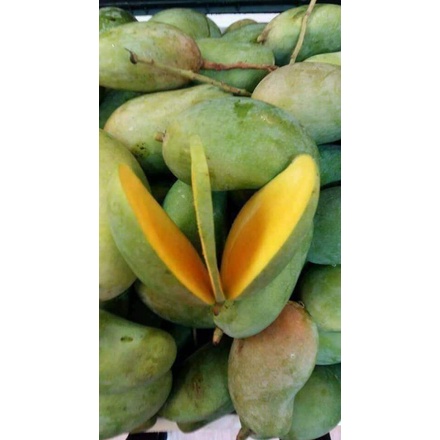 CÂY GIỐNG XOÀI KHÔNG HẠT SIÊU SỚM