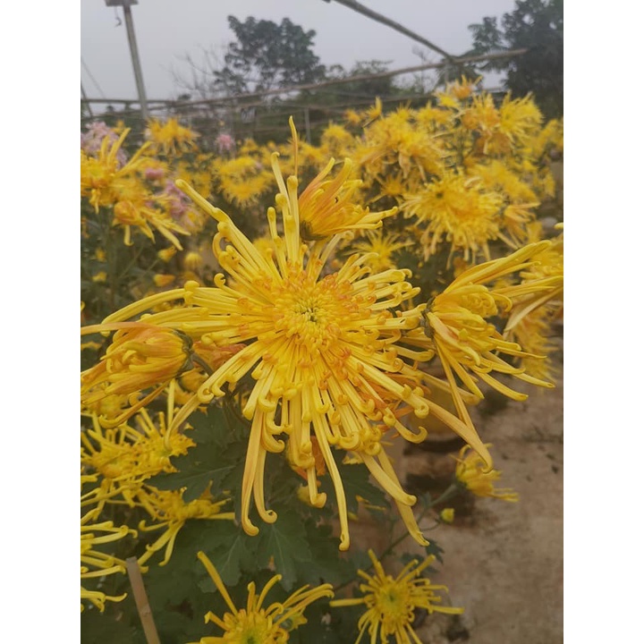 Cúc cổ hoàng long cảo -