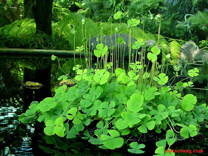 BẦU cây cỏ bợ , cây rau bợ thủy sinh