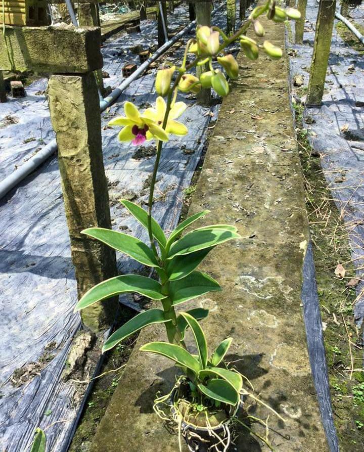 Dendro Orchid with Striped Leaves That Bring Good Fortune