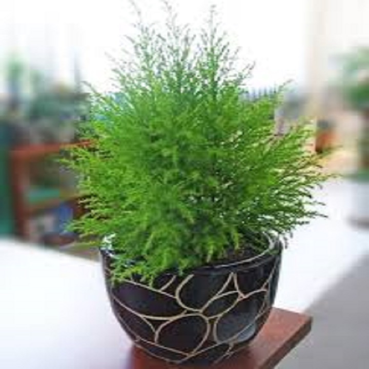 cây tùng bồng lai - cây để bàn