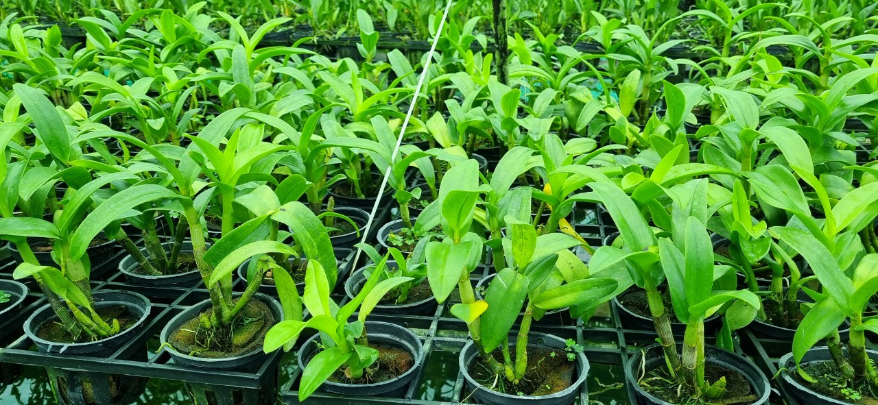 HOA LAN THỎ BAN MAI