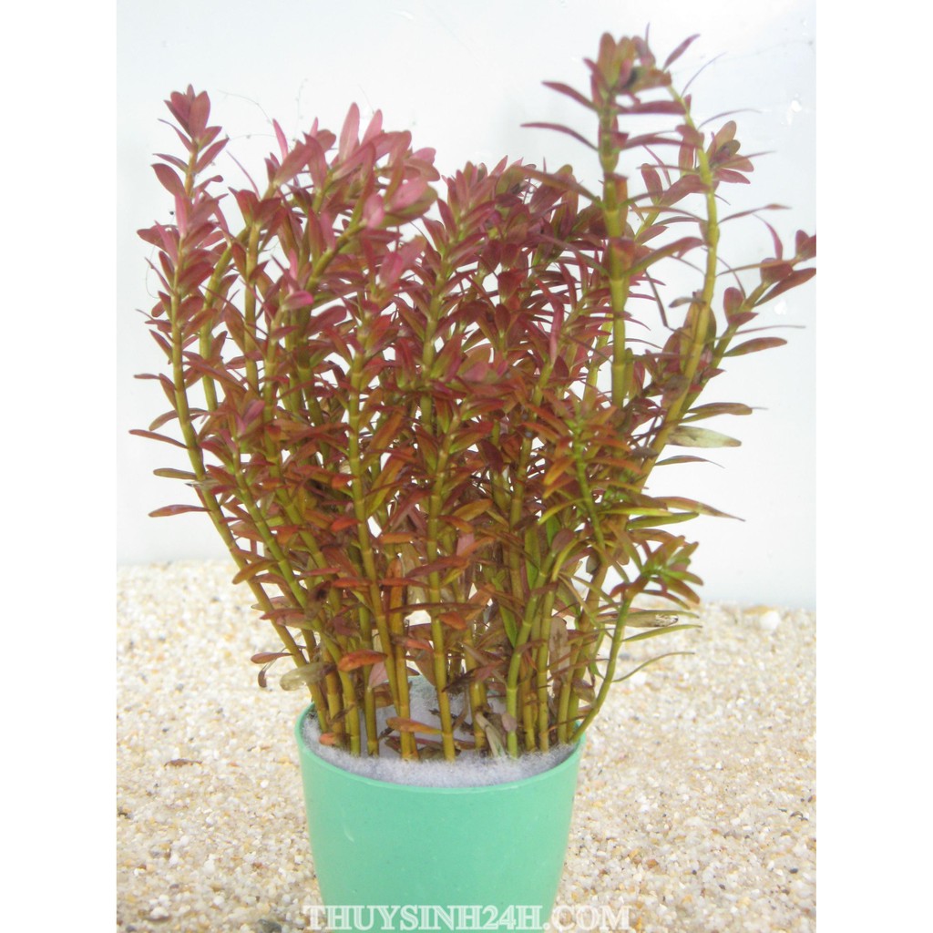 Rotola Đỏ - Vảy Ốc Đỏ (20 Nhánh)
