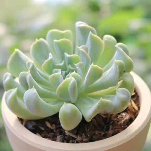 Sen đá cúc trắng size bầu 5-7cm