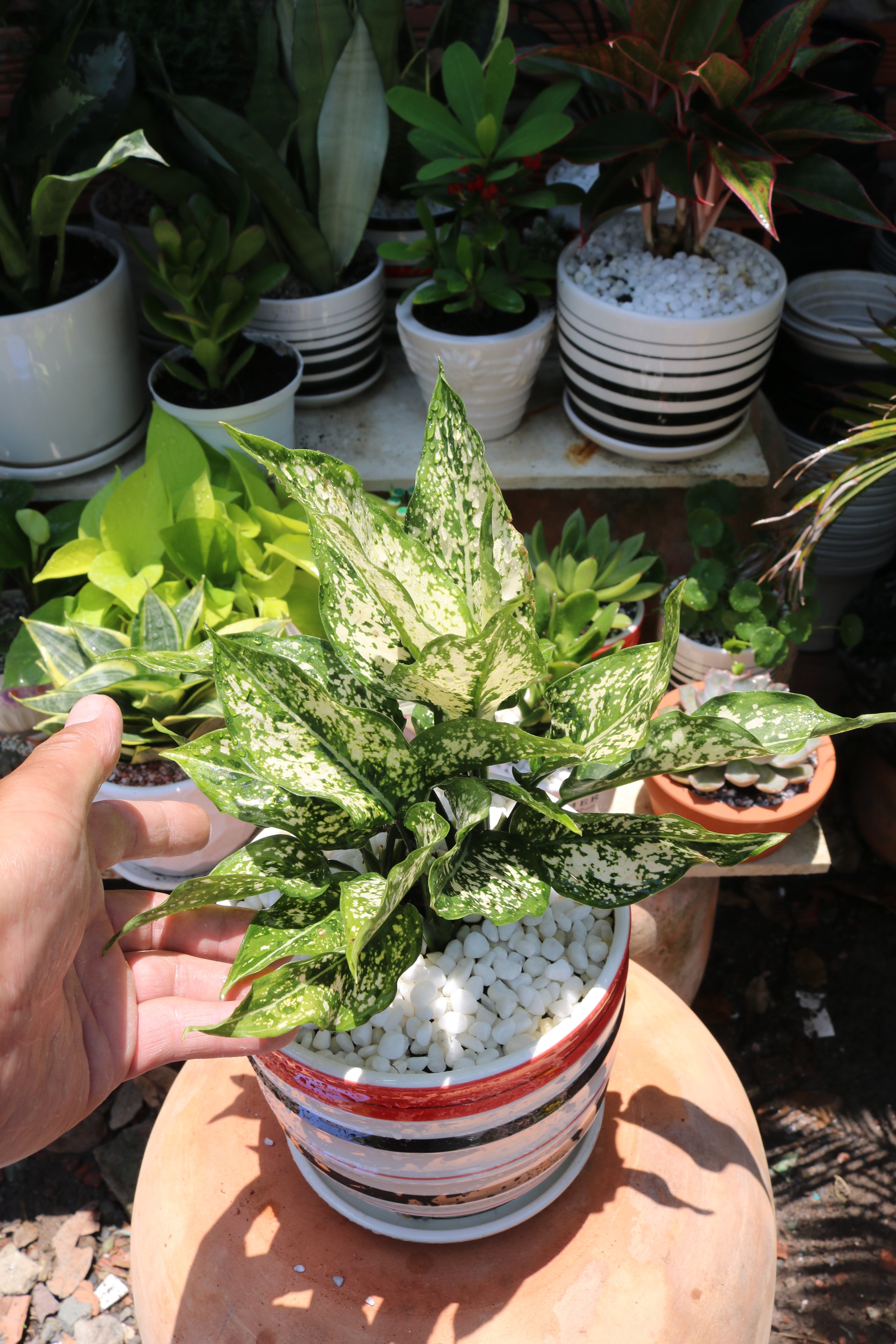 Chậu Sứ cây Ngọc Ngân để bàn