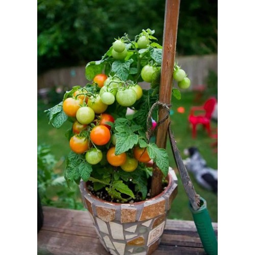 Hạt giống cà chua bi lùn đỏ - Gói 30 Hạt