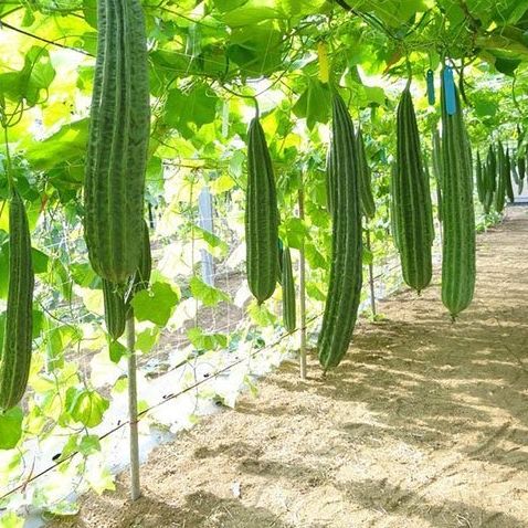 [HCM]10 Hạt Giống Mướp Khía Sai Trái