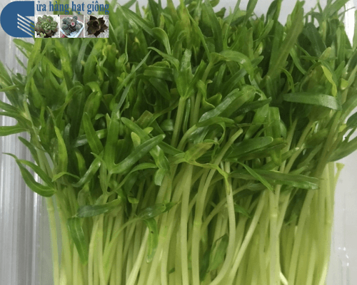 Hạt Giống Mầm Rau Muống - 50 gram