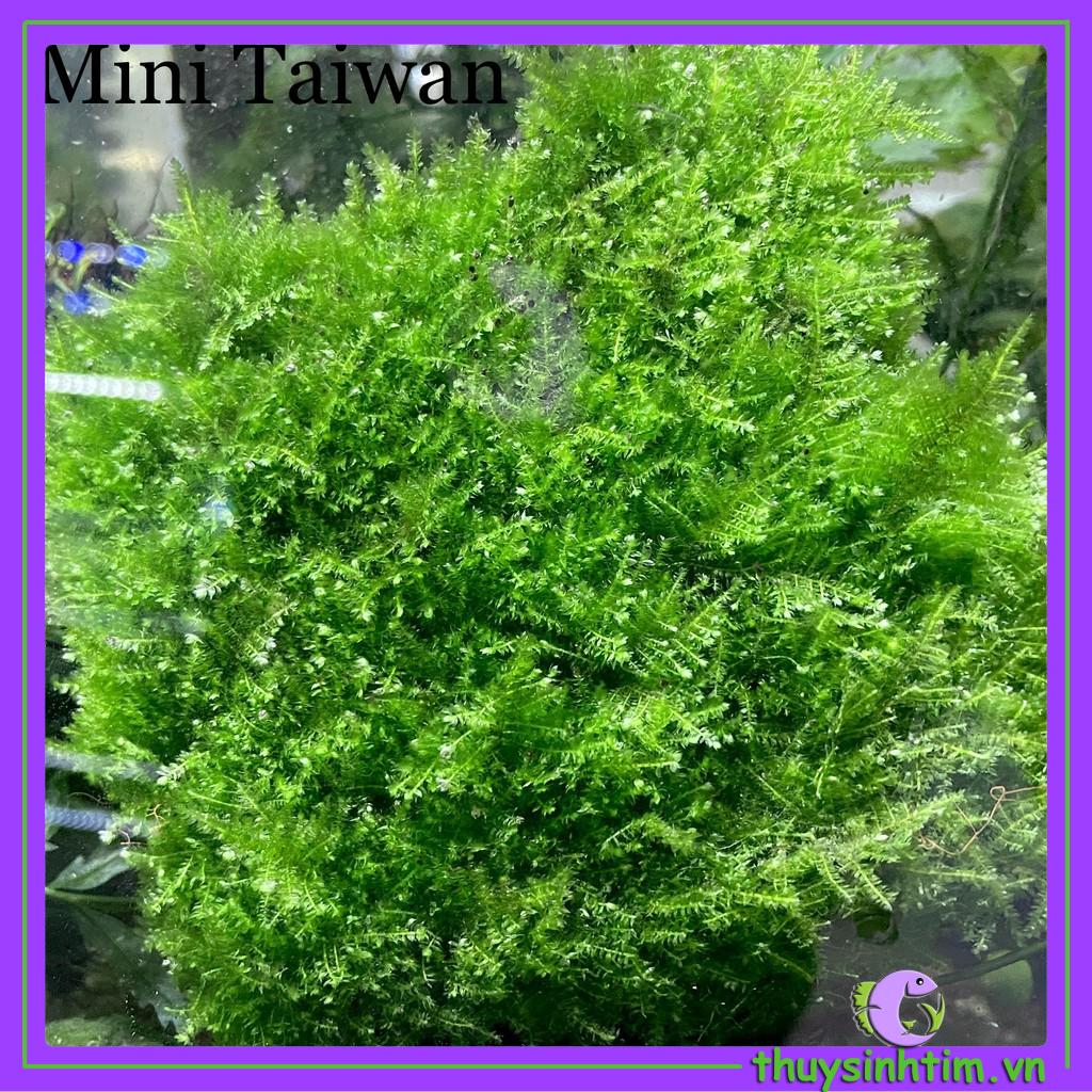 Vỉ Rêu Mini Taiwan - Gắn Lũa, Đá