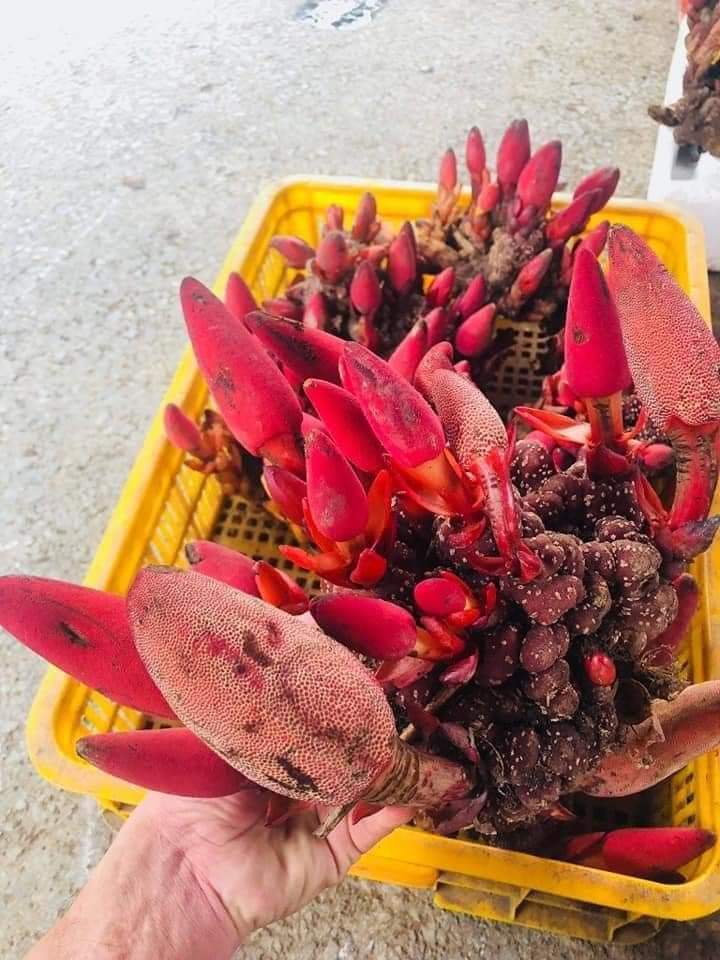1 kg Nấm Ngọc Cẩu tươi