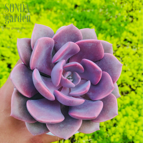 SEN ĐÁ HỒNG HOA SIZE TRUNG BÌNH LỖI 1 ĐỔI 1
