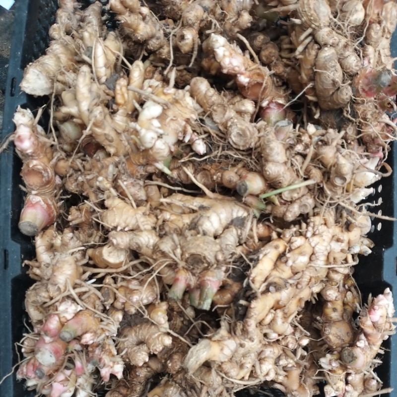 Củ Gừng Gió 1kg