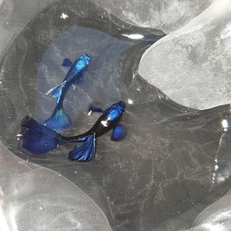 2 Bộ trang trí bể Blue Tazan + Tặng thùng xốp chống thấm 30x20x10