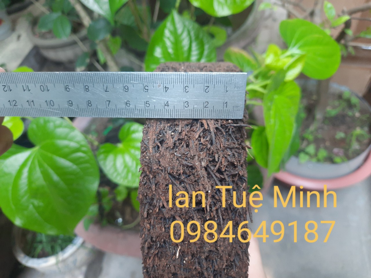 Chậu dớn trồng lan (dớn đĩa) giữ ẩm cho lan