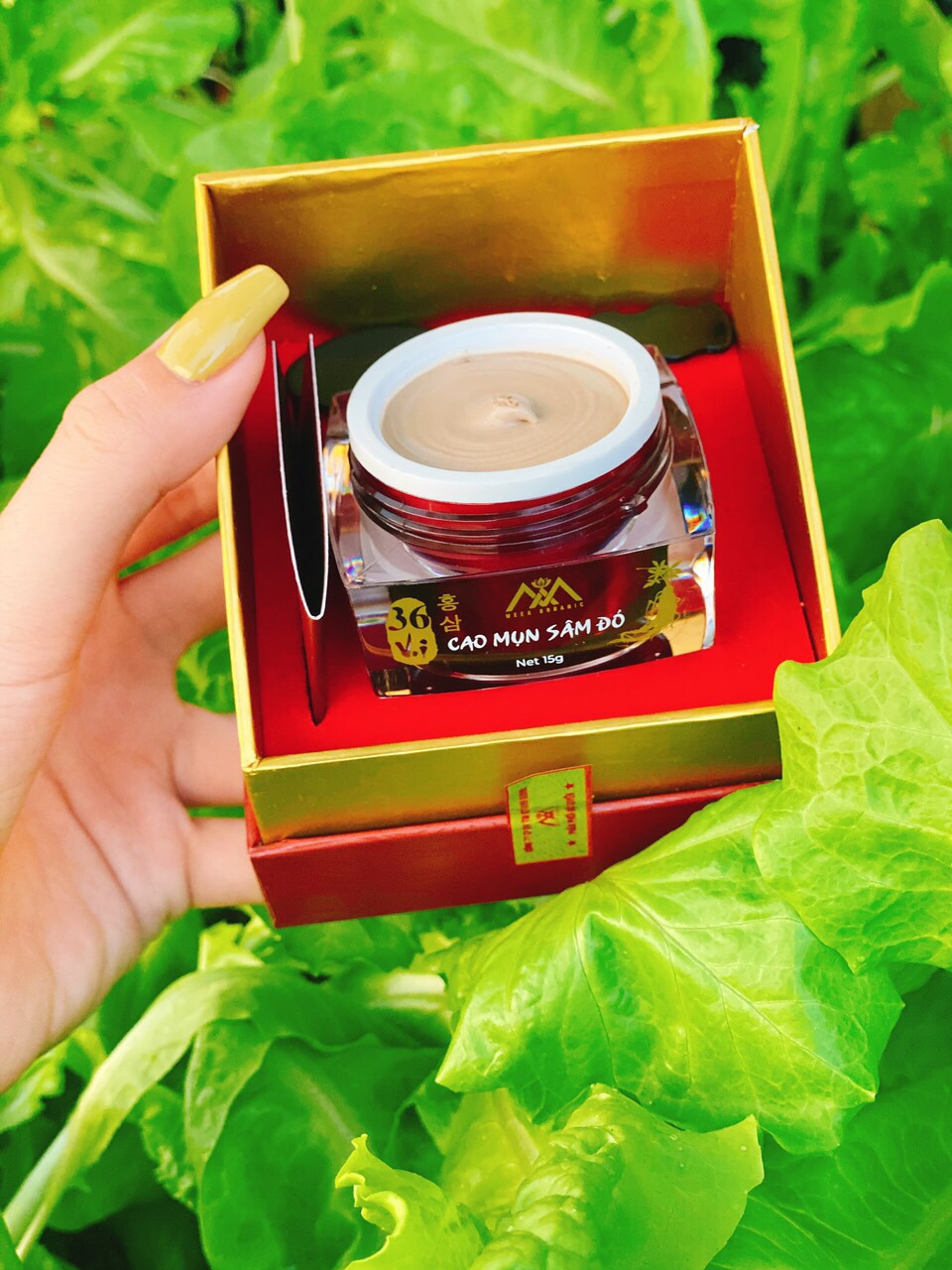 CAO MỤN SÂM ĐỎ 36 VỊ - LOẠI 15GR