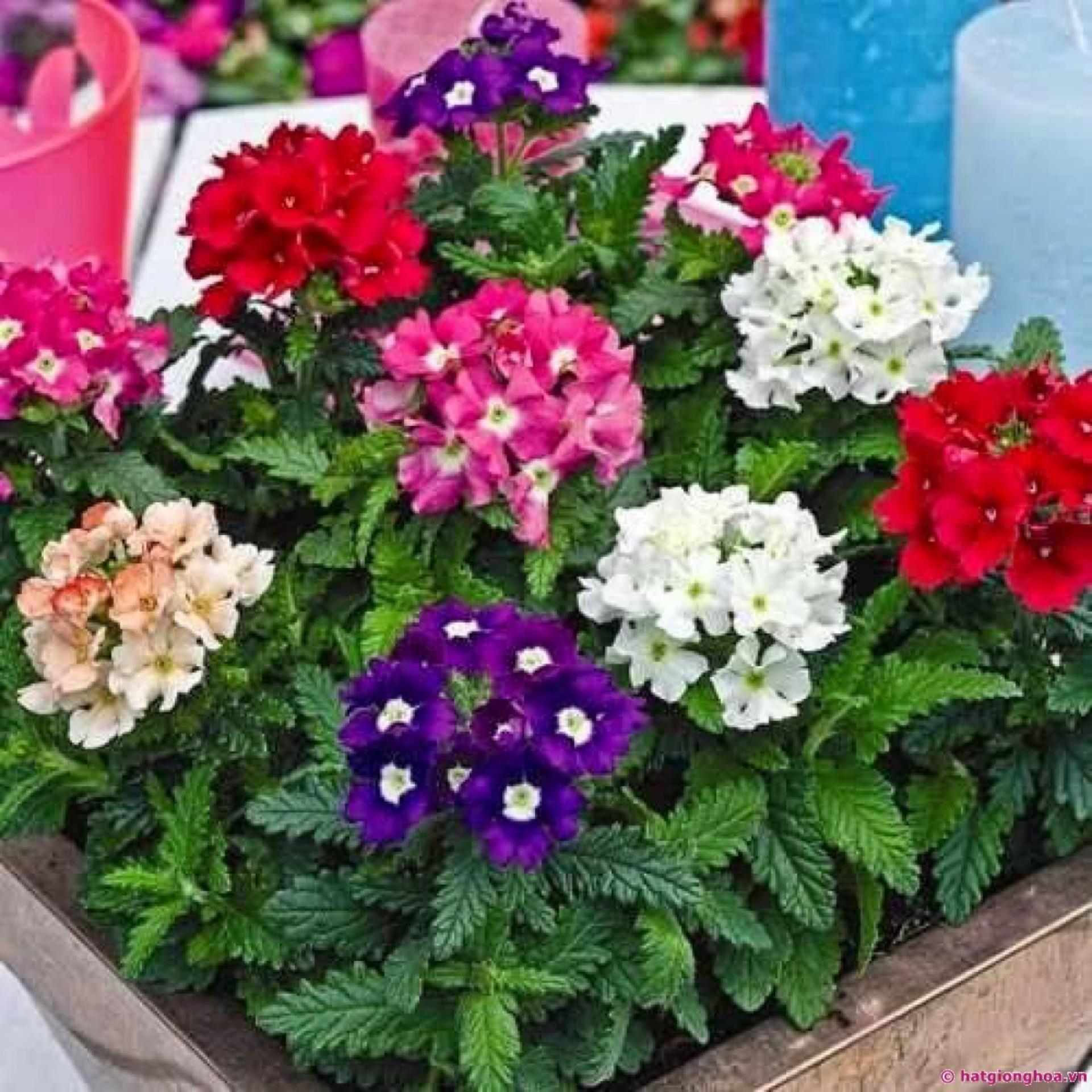 50 Hạt giống Cúc Vân anh (lá nho) mix (tặng Kích nẩy mầm, Hướng dẫn ươm)