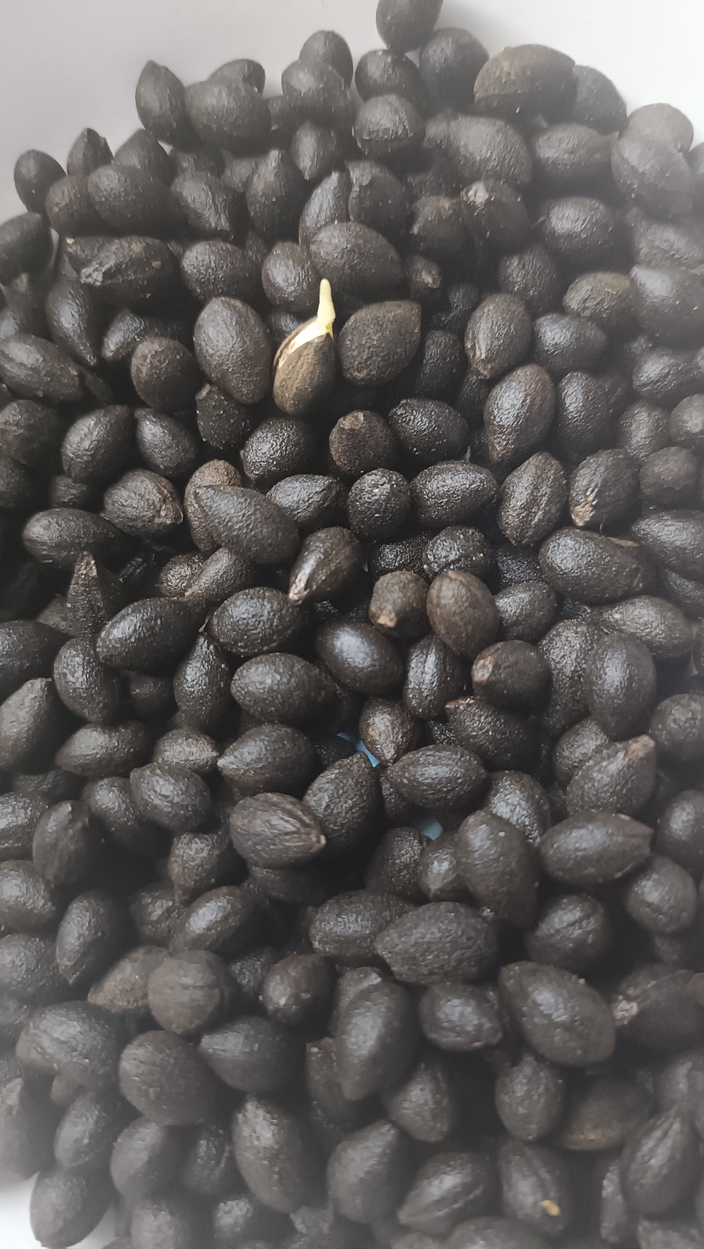 Hạt giống bồ đề - 1kg
