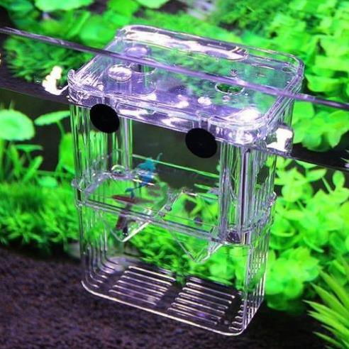 Lồng dưỡng  lồng đẻ đơn cho cá guppy SunSun