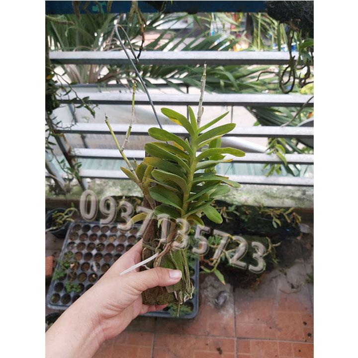 [HCM]cây lan epi [ màu đỏ  màu vàng ]