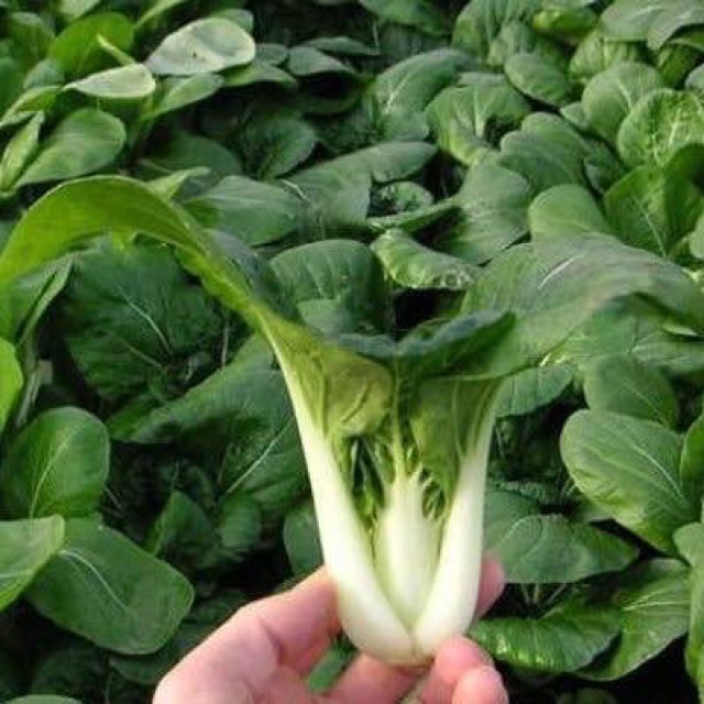 Hạt Giống Cải Pokoy Trắng