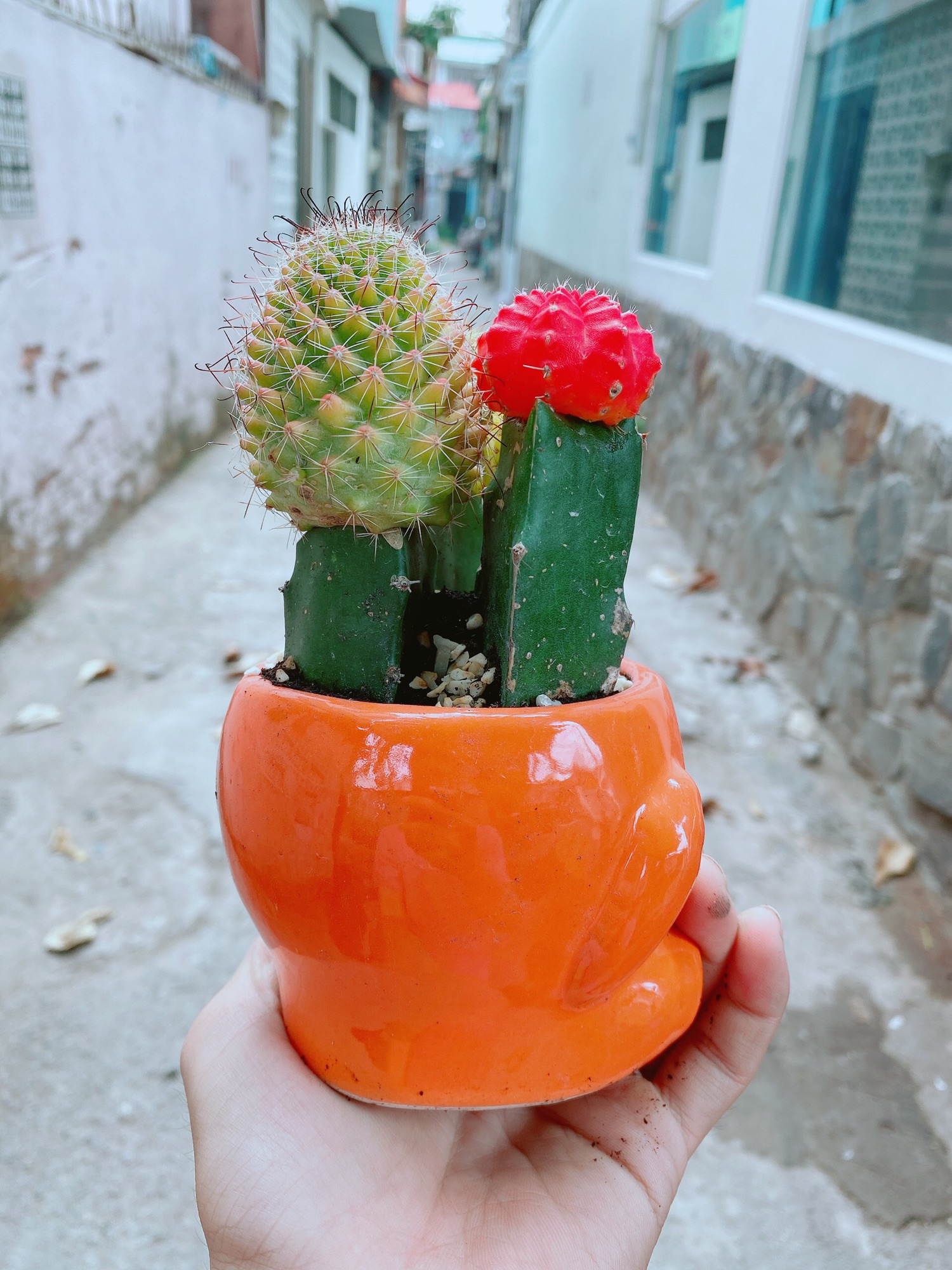 Chậu xương rồng tiểu cảnh