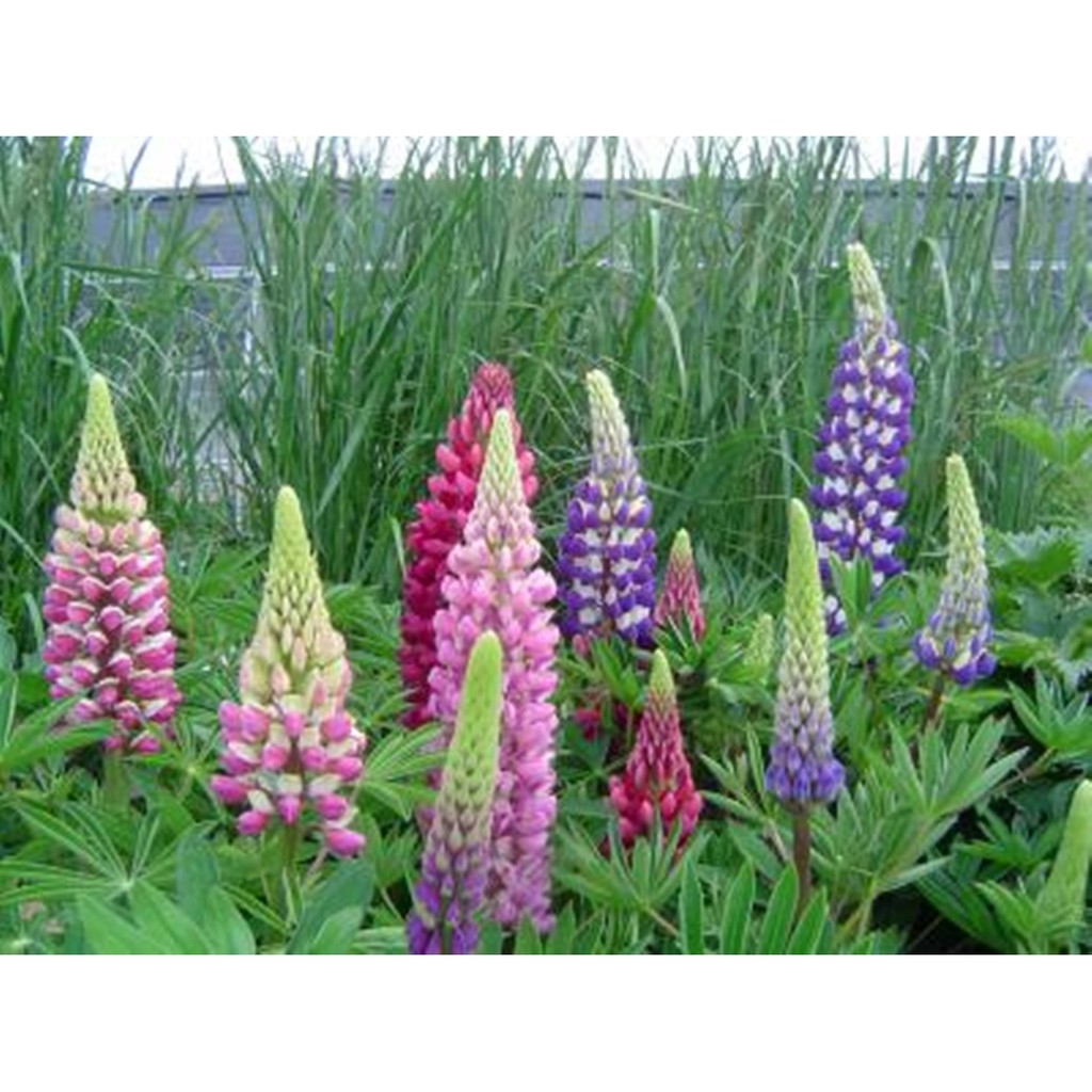 100 Hạt giống hoa Đậu Lupin