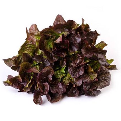 [HCM]5g Hạt Giống Xà Lách Oakleaf Tím ( Sồi Tím)