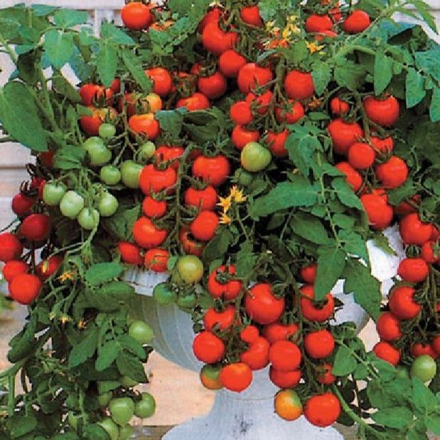Hạt giống cà chua bi lùn đỏ -gói 20 hạt