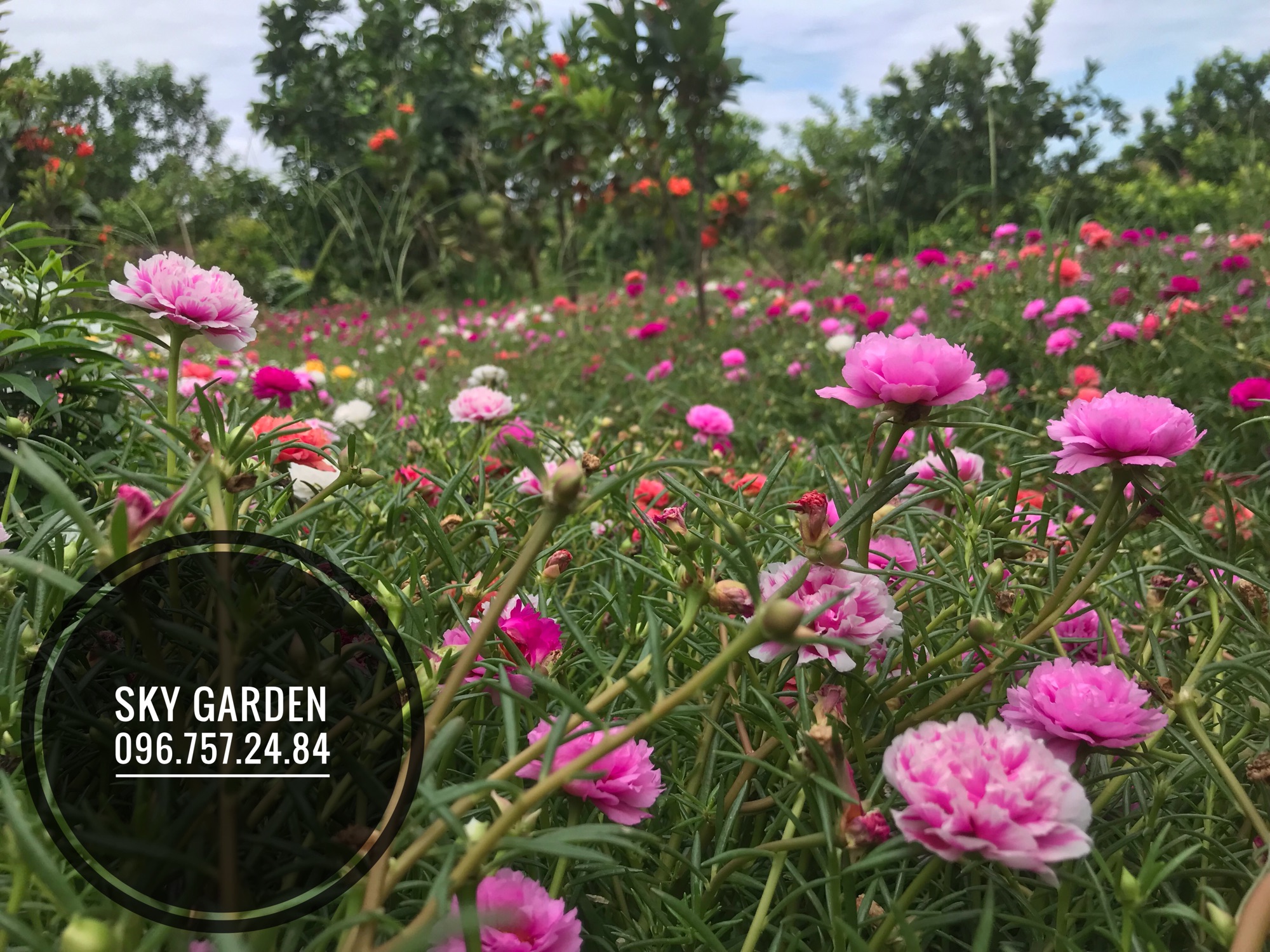Cành hoa Mười giờ Thái kép
