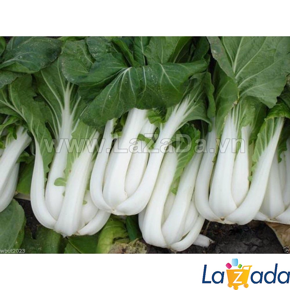 1kg hạt giống cải thìa cọng trăng cải bẹ trắng