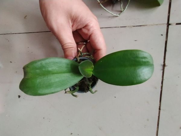 Hồ điệp hoa đại giống