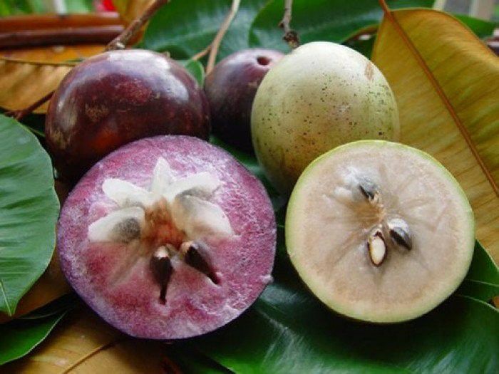 Cây vu sữa lò rèn (cây chiết cho trái sớm)