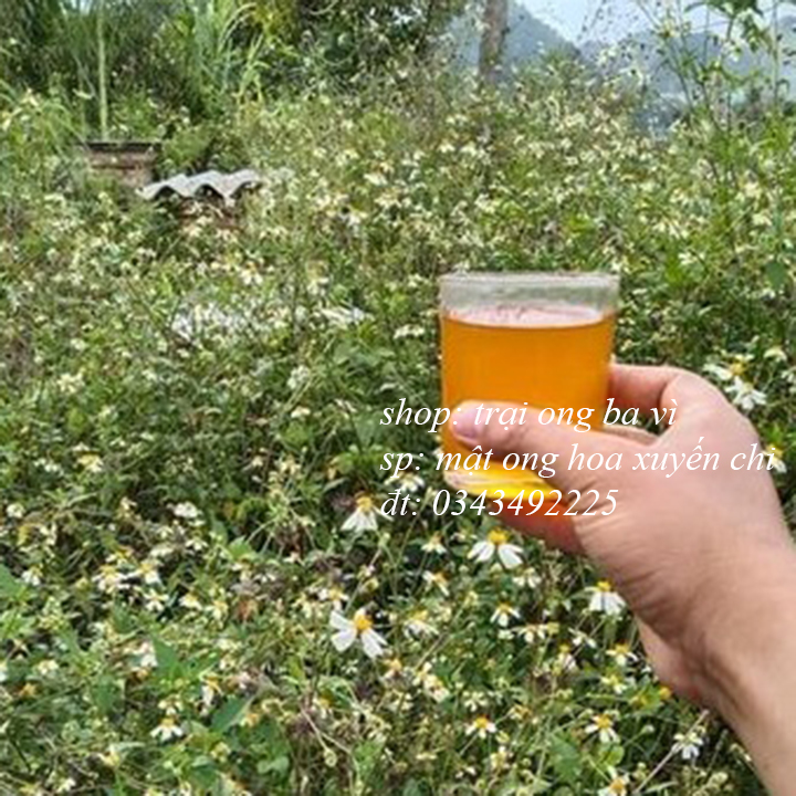 Mật ong nguyên chất hoa cỏ kim hoa xuyến chi đặc sản Hà Giang