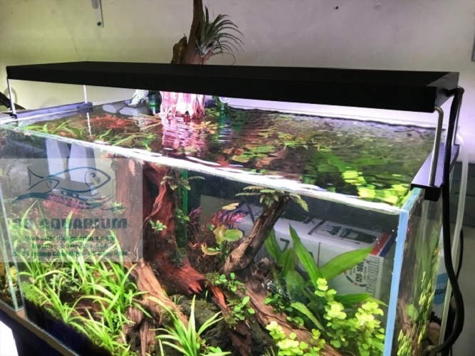 [HOÀN TIỀN 10%]ĐÈN CHIHIROS WRGB2 60CM