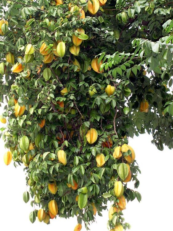Cây khế chua , cây đẹp