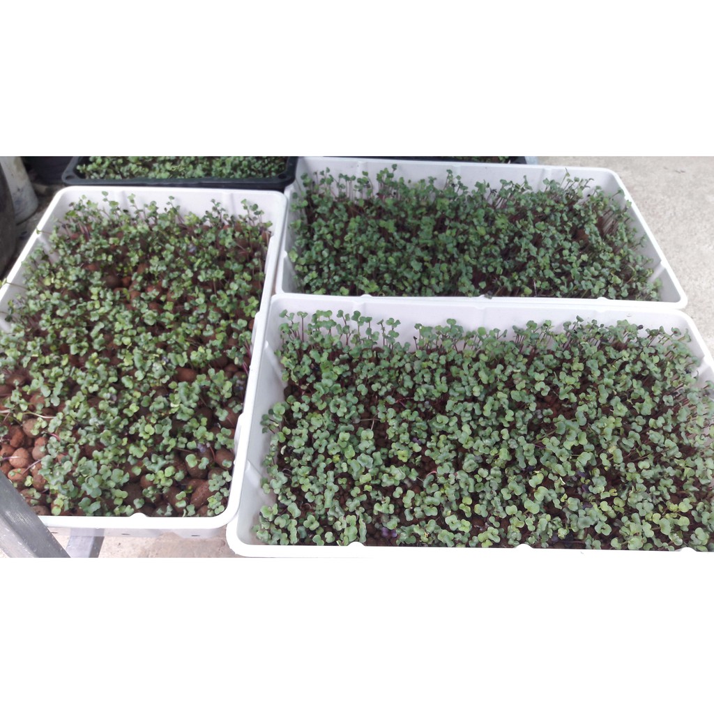 HẠT GIỐNG RAU MẦM CỦ CẢI ĐỎ 50 GRAM