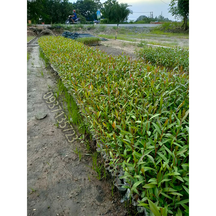 Cây tràm úc -Cây giống