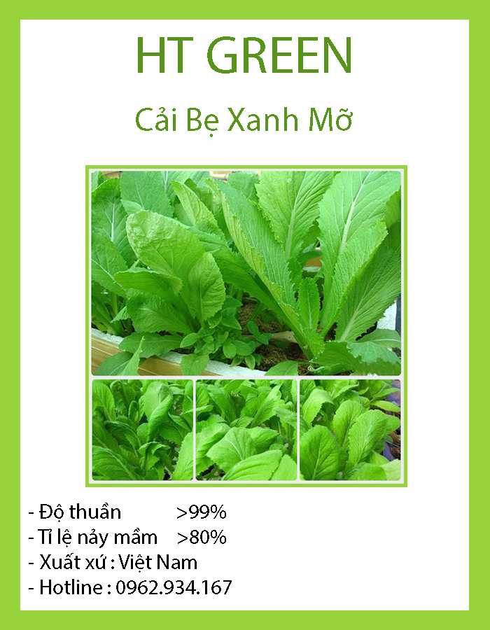 Hạt Giống Cải Bẹ Xanh- Cải Mỡ