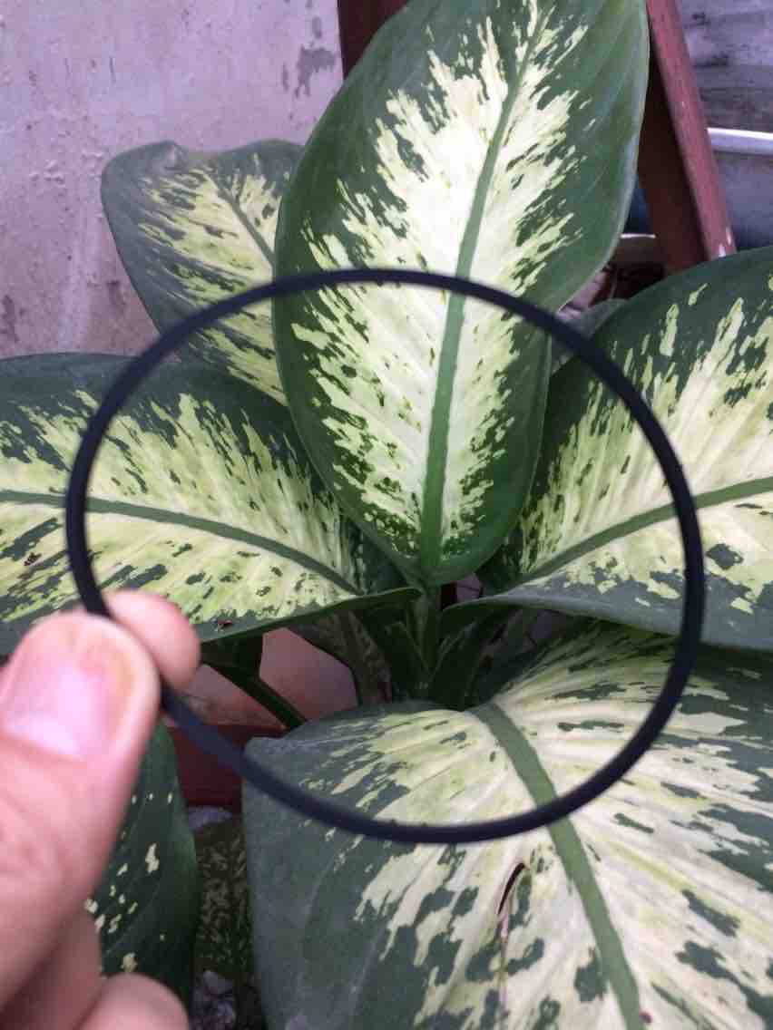 [HCM]Dây curoa cho các dòng nôi điện em bé