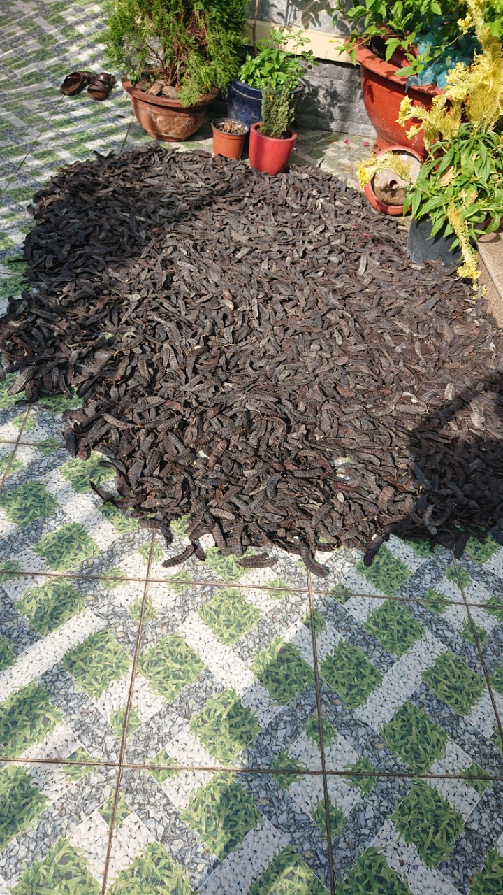 Bồ kết trái khô -500g