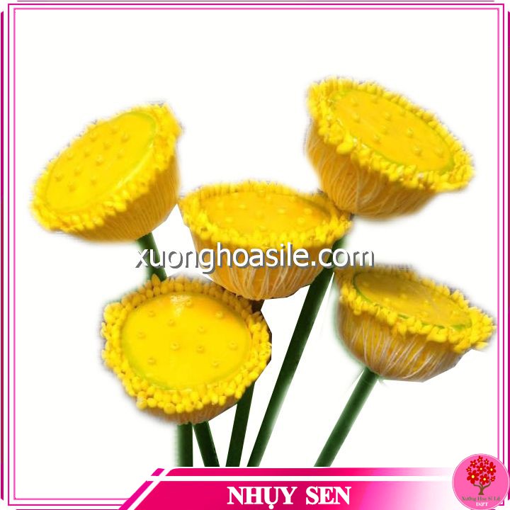 [HCM]NHỤY SEN NHỊ SEN