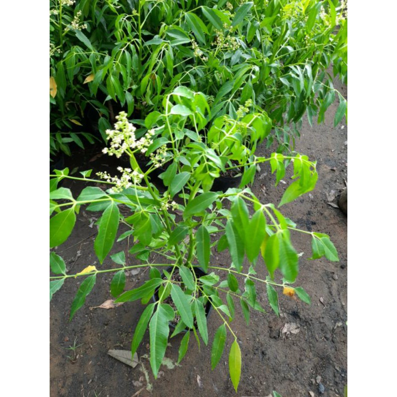 Giá Gốc - Cóc thái lùn