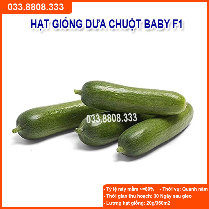HẠT GIỐNG DƯA LEO BABY CHÙM ( DƯA CHUỘT MINI CHÙM)