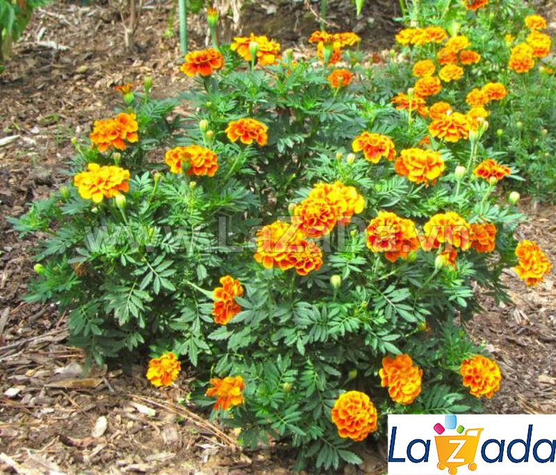 30h Hạt Giống Hoa Cúc Vạn Thọ Ban Mai Sophia (C6.102| -KD: B36*V21)